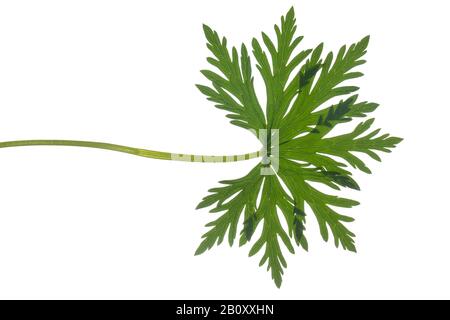 Cannesbill des prés (Geranium pratense), feuille, découpe, Allemagne Banque D'Images