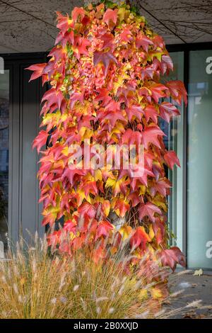 Boston ivy, vitesse rampante japonaise (Parthenocissus tricuspidata 'Veitchii', Parthenocissus tricuspidata Veitchii), cultivar Veitchii, Allemagne Banque D'Images