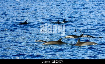 Dauphin à tête bridée, dauphin à pois pantropicaux, dauphin à pois blancs (Stenella atténuata), à la surface, îles du Cap-Vert Banque D'Images