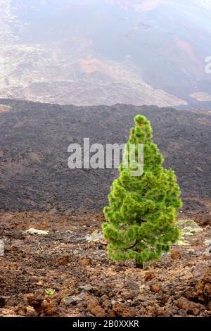 PIN canarien (Pinus canariensis), qui pousse dans un champ de lave, îles Canaries, Tenerife, Parc national du Teide Banque D'Images