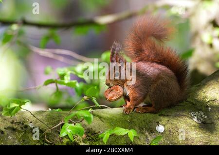 Écureuil rouge européen, écureuil rouge eurasien (Sciurus vulgaris), assis avec une noix dans la bouche sur une tige d'arbre à mousse, vue latérale, Allemagne, Bade-Wuerttemberg Banque D'Images