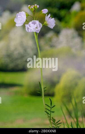 Bog Pink, Cuckoo Flower, Lady's Smock, Milkmaid (Cardamine pratensis), avec fleurs doubles, Allemagne, Bavière Banque D'Images
