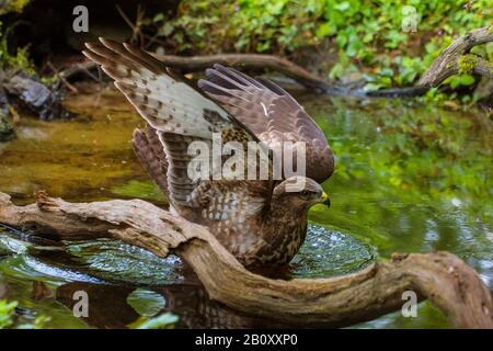 Buzzard eurasien (Buteo buteo), baignade dans un étang forestier, Suisse, Sankt Gallen Banque D'Images