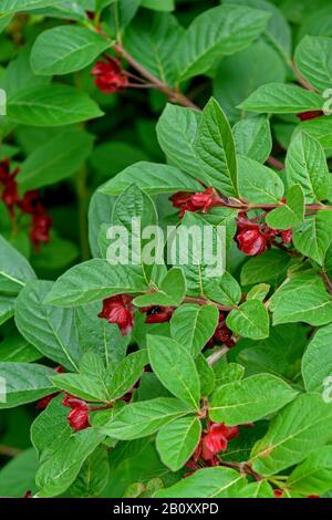 Cheule de miel de barbu, chouille noire, cheuille de chouille de chouille, chouille de mouche (Lonicera involucrata), fructification, Royaume-Uni, Angleterre Banque D'Images