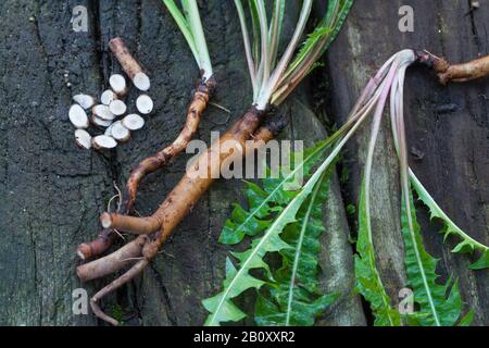 Le pissenlit officinal (Taraxacum officinale), racines de pissenlit recueillies, Allemagne Banque D'Images