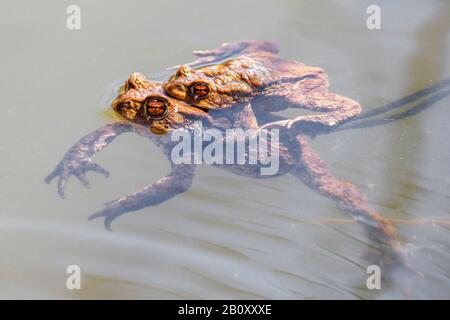 Crapauds communs européens (Bufo bufo), amplis dans l'eau, couple crapaud, Allemagne, Bade-Wuerttemberg Banque D'Images