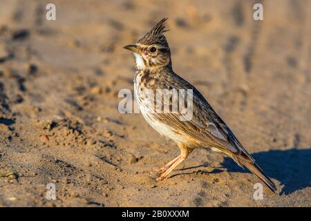 Lark créné (Galerida cristata), sur le terrain, Roumanie, delta du Danube Banque D'Images