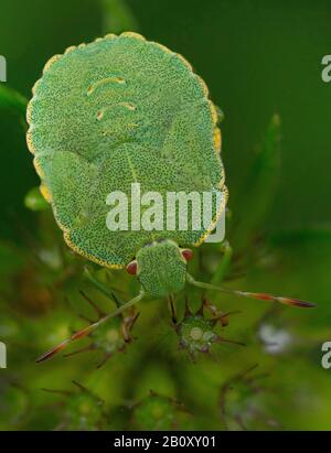 Bug du bouclier vert, bug du Bouclier vert commun (Palomena prasina), larve, Allemagne, Bavière Banque D'Images