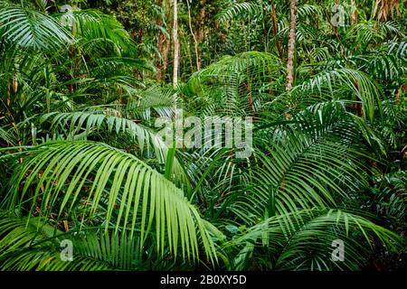 Archontophoenix (Archontophoenix cunninghamiana), dans une forêt tropicale, Australie, Queensland, Jumrum Creek conservation Park, Kuranbda Banque D'Images