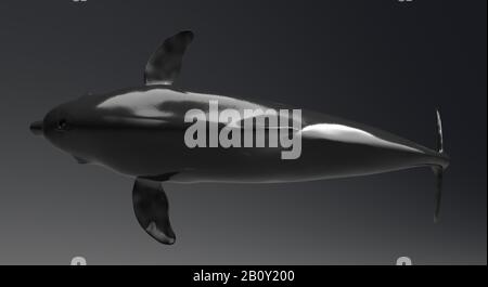 Animation Dolphin de l'arrière-plan, rendu 3d Banque D'Images