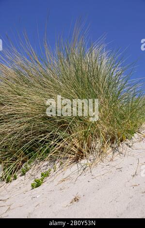 Herbe De Plage (Ammophila Arenaria), Westerland, Sylt, North Frisian Island, Schleswig Holstein, Allemagne, Europe Banque D'Images