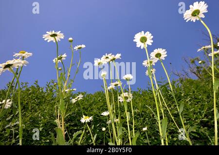 Marguerite des prés (Leucanthemum vulgare) contre un ciel bleu Banque D'Images