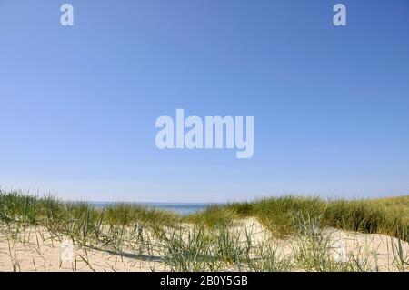 Herbe De Plage (Ammophila Arenaria), Westerland, Sylt, North Frisian Island, Schleswig Holstein, Allemagne, Europe Banque D'Images