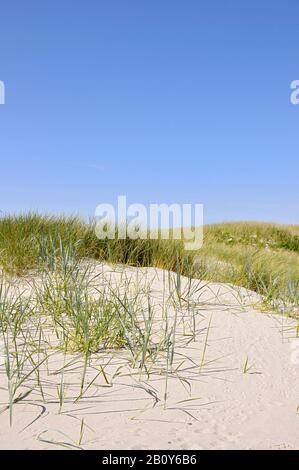 Herbe De Plage (Ammophila Arenaria), Westerland, Sylt, North Frisian Island, Schleswig Holstein, Allemagne, Europe Banque D'Images