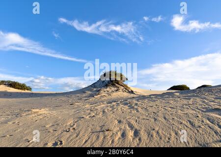 Dunes de sable à Pipa, Praia da Pipa, Rio Grande do Norte, Brésil, Amérique du Sud Banque D'Images