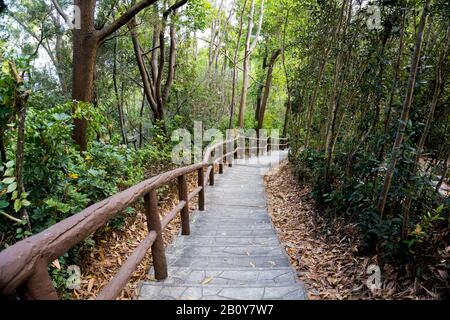 Escalier en pierre, escalier, sentier, sentier, sentier, route de campagne, allée, voie dans la forêt de Hong Kong comme arrière-plan, sentiers de la nature Tsing Yi Banque D'Images