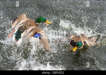 Deux canards colverts se battant dans un étang. Il y a beaucoup de éclaboussures et de vaporisation en tant que rabat et sac l'un à l'autre. De nombreuses gouttelettes d'eau dans l'air. Beaucoup d'un Banque D'Images