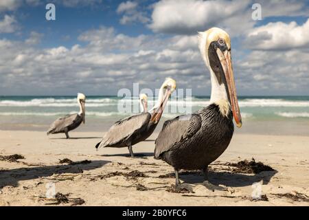 Famille pélicaine brune sur la plage, vagues de l'océan et nuages en arrière-plan Banque D'Images