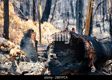 Déconnexion creusée par fureur de bushfire Banque D'Images