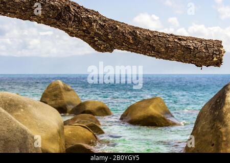 Une branche de pins brisés dans le contexte dramatique de l'Australie tropicale du Queensland près de Nudey Beach sur l'île Fitzroy. Banque D'Images