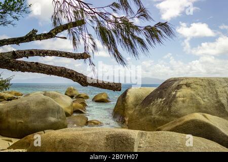 Une branche de pins brisés dans le contexte dramatique de l'Australie tropicale du Queensland près de Nudey Beach sur l'île Fitzroy. Banque D'Images