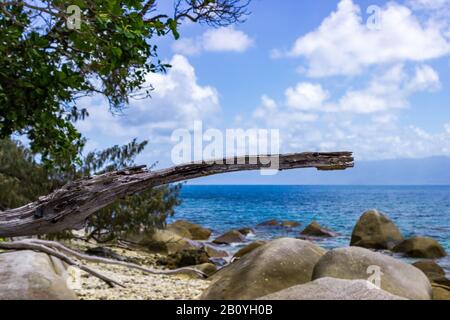 Une branche de pins brisés dans le contexte dramatique de l'Australie tropicale du Queensland près de Nudey Beach sur l'île Fitzroy. Banque D'Images