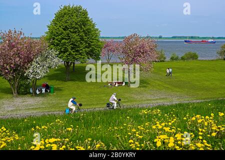 Sur l'Elbe près de Grünendeich/ Lühe, Altes Land, district de Stade, Basse-Saxe, Allemagne, Banque D'Images