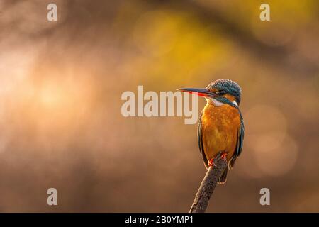 Kingfisher Bird... Banque D'Images