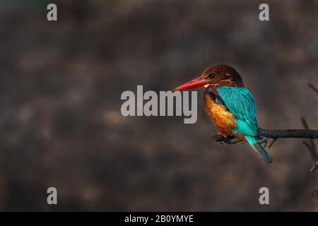 Kingfisher Bird... Banque D'Images