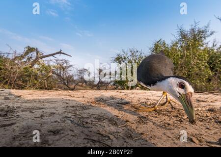 Cette image de Waterhen est prise au Rajasthan en Inde. Banque D'Images