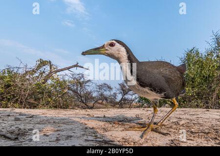 Cette image de Waterhen est prise au Rajasthan en Inde. Banque D'Images