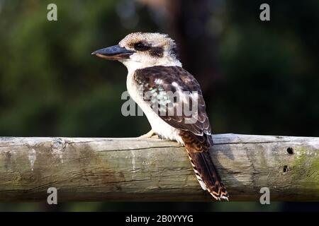 Kookaburra, aussi Jägerlile ou Riant Hans, Australie Banque D'Images