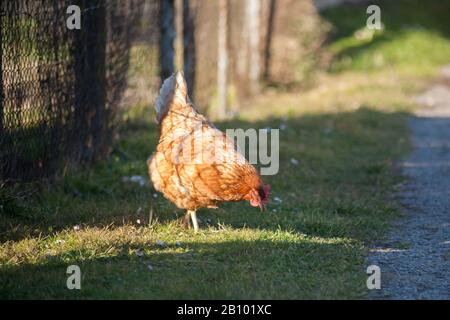 Une poule sur le côté de la route prend de la nourriture. Poule brune maison européenne.l'ancienne coutume de mettre des poulets sur la route pour nourrir sur l'herbe, vers A Banque D'Images