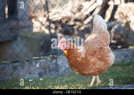 Une poule sur le côté de la route prend de la nourriture. Poule brune maison européenne.l'ancienne coutume de mettre des poulets sur la route pour nourrir sur l'herbe, vers A Banque D'Images