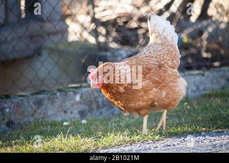 Une poule sur le côté de la route prend de la nourriture. Poule brune maison européenne.l'ancienne coutume de mettre des poulets sur la route pour nourrir sur l'herbe, vers A Banque D'Images