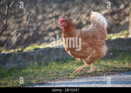 Une poule sur le côté de la route prend de la nourriture. Poule brune maison européenne.l'ancienne coutume de mettre des poulets sur la route pour nourrir sur l'herbe, vers A Banque D'Images