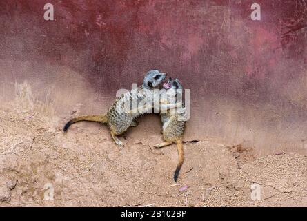 Meerkats À Queue Mince Au Zoo De Perth, Australie Occidentale Banque D'Images