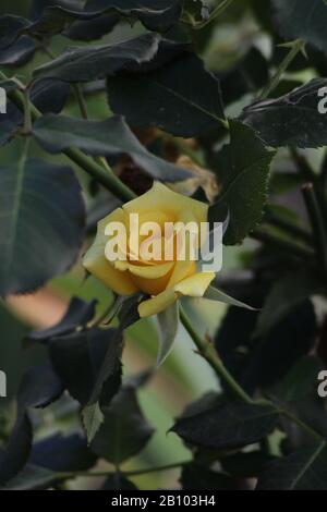 Rose jaune, fleur de lapin doré. Banque D'Images