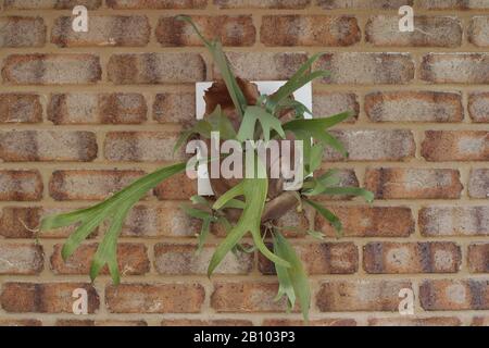 Fern de staghorn, (Superbum De Platycerium) monté sur mur de briques Banque D'Images