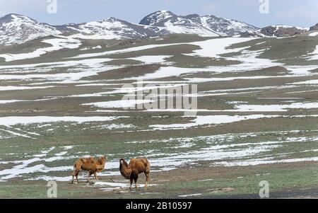 Les chameaux de Bactriane dans le Xinjiang, Chine Banque D'Images