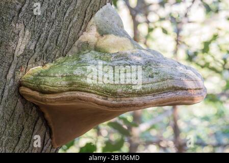 Grand champignon qui pousse sur les troncs d'arbres, Fomes fomentarius Banque D'Images