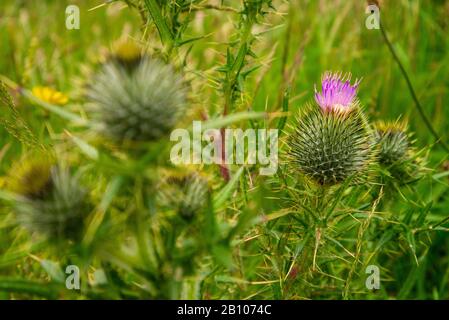 Gros plan sur Scots Thistles ( Onopordum acanthium ) Scotland UK Banque D'Images
