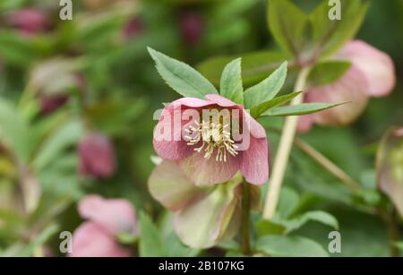 Une belle Helleborus rose, rose de Noël, plante en fleur. Banque D'Images