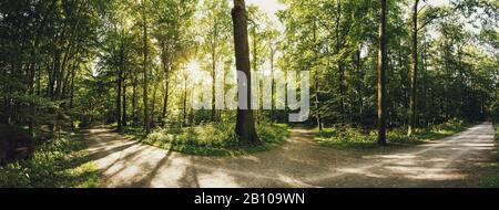 Stadtwald Eilenriede, Hanovre, Basse-Saxe, Allemagne Banque D'Images