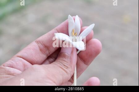 Belle Fleur, Main Holding Indian Cork Fleurs Ou Millingtonia Hortensis Flower. Banque D'Images