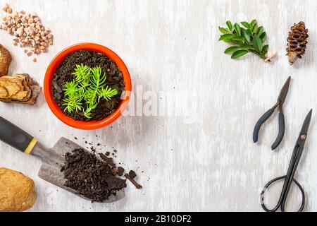 Outils de jardinage et image plantée plantée de plantes en pot sur le dessus de table de lavage blanc avec espace de copie pour le texte Banque D'Images