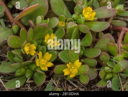 Pumslane commune, Portolaca oleracea, en fleur sur les dunes humides, Bretagne. Banque D'Images