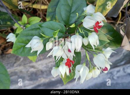 Beau Clerodendrum Thomsoniae, Bleeding Glory Bower, Glory Bower, Bagflower Ou Bleeding Fleurs De Coeur Blooming Dans Un Jardin. Banque D'Images