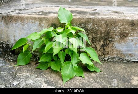 Jeune Figue Sacrée, Arbre De Bodhi Ou Ficus Religiosa, Le Simbolique Du Bouddhisme. Banque D'Images