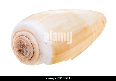 coquille d'escargot de conus isolée sur fond blanc Banque D'Images